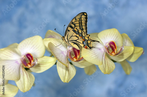Tapeta ścienna Swallowtail motyl (papilio machaon) na orchidei kwiat