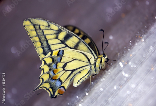 Tapeta ścienna Motyl swallowtail (papilio machaon)