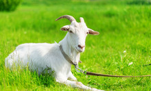 Goat Grazing