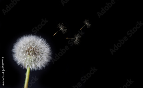 Board z aluminiowym obramowaniem Mniszek lekarski tracąc nasiona na wietrze