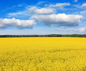 Rape field