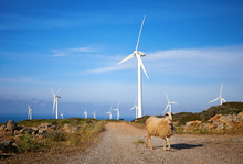 Wind Turbines Farm And Sheep In Foreground