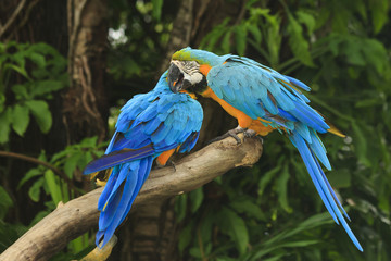 Two Macaw birds in love