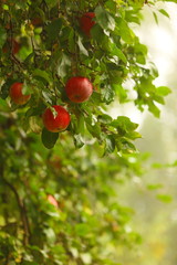 Red apple growing on tree. Natural products.