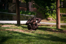 Chimpanzee In Lisbon Zoo
