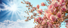 Magnolia Tree Blossom With Colourful Sky On Background