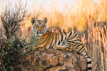 Wall Mural - Portrait of a tiger