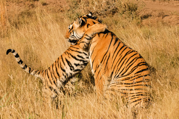 Wall Mural - An affectionate moment between a Bengal Tiger and her cub