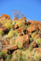 Wall Mural - Pair of young tigers play wrestling