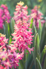 Bright Colorful Pink Hyacinths