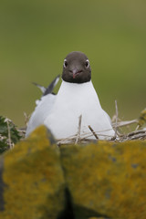 Wall Mural - Black-headed gull, Larus ridibundus