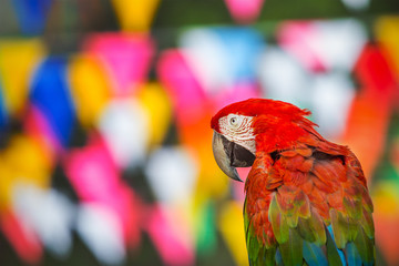 macaw parrots with colorful background