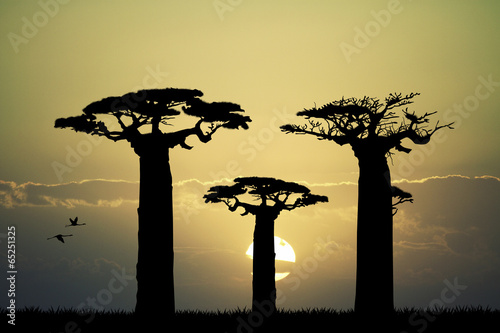 Tapeta ścienna Baobab o zachodzie słońca