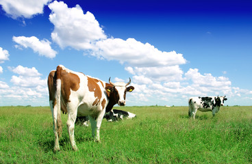 Canvas Print - Cows on a green summer meadow