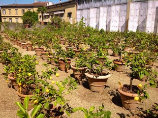 Wall Mural - lemon garden in Boboli