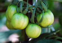 Green Tomato Plant