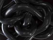 Black Snakes Abstract Background