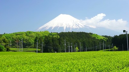 Wall Mural - 新緑・新茶の茶畑と美しい富士山