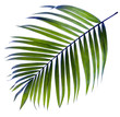 leaf of palm tree on white background