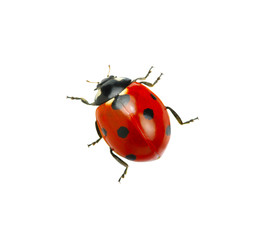 Sticker - Ladybug