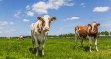 White And Brown Cows
