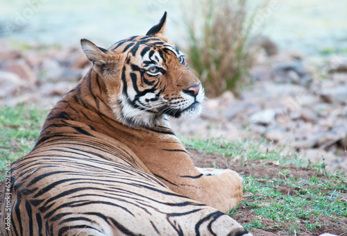 Board z aluminiowym obramowaniem Tygrys bengalski leżącego na trawie w parku narodowym ranthambore