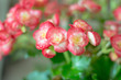 Red begonia flower with droplets