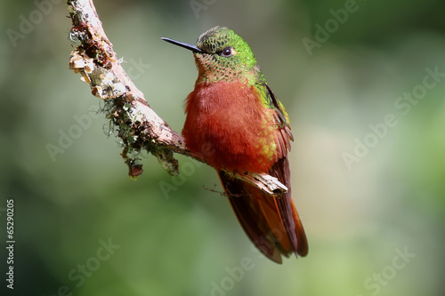 Naklejka samoprzylepna Hummingbird coronet z kasztanowcami