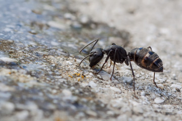 formica fusca