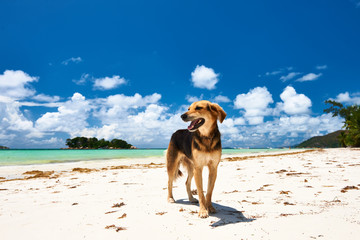 Naklejka pies na plaży