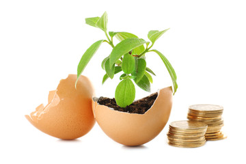 Poster - Coins and plant in eggshell isolated on white