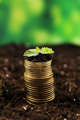 Poster - Business concept: golden coins in soil with young plants