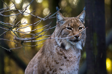 Wall Mural - Close-up portrait of an Eurasian Lynx in forest (Lynx lynx)