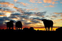 Silhuettes Of Cows On Meadow Against Dramatic Sunset