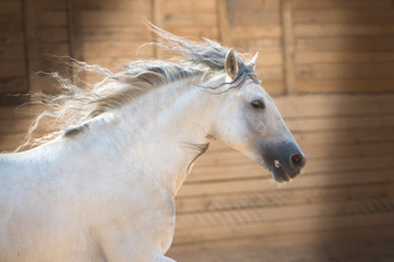 Wall Mural - Andalusian white horse portrait in motion