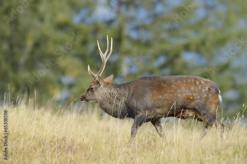 Board z aluminiowym obramowaniem Jeleń (cervus elaphus) chodzenie w wysokiej trawie i w koleinach.