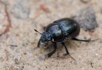 Macro shot of a common dung beetle walking in the sand