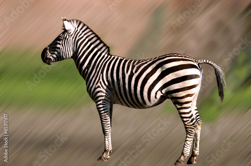 Board z aluminiowym obramowaniem Zebra