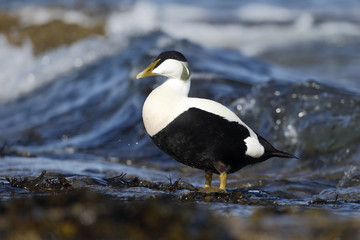 Sticker - Eider duck, Somateria mollissima