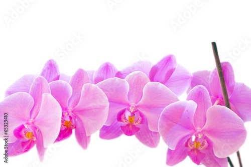 Plakat na papierze fotorealistycznym Orchidea