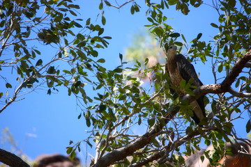 Wall Mural - Adler in einem Baum in Australien