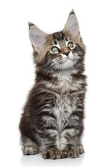 Canvas Print - Maine Coon kitten