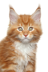 Sticker - Maine Coon kitten. Close-up portrait