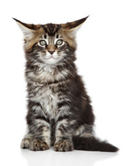 Canvas Print - Maine Coon kitten