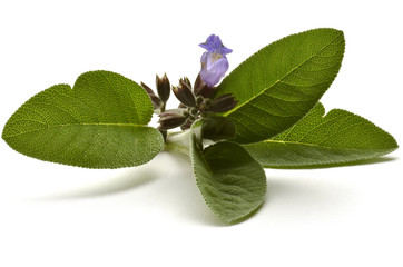 Salvia officinalis Sauge officinale Echter Salbei