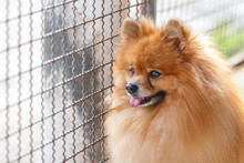Pomeranian Dog Waiting For Owner To Come Home