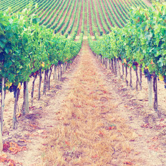 Canvas Print - Vineyard