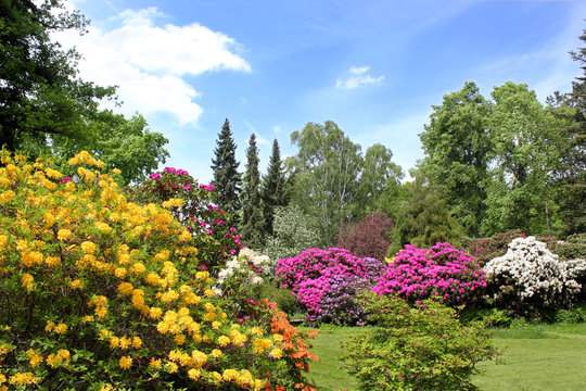 rhododendrongarten