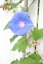 Morning Glory Growing Up A Fence