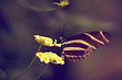 schwarz-weißer Schmetterling auf gelber Blüte